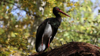 čáp černý black-stork